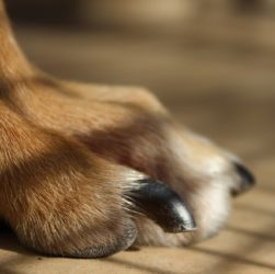 ongles d’un chien