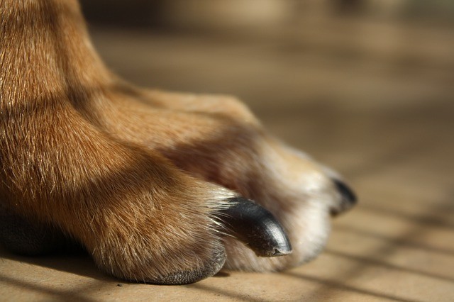 ongles d’un chien