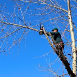 conseil élagage arbre