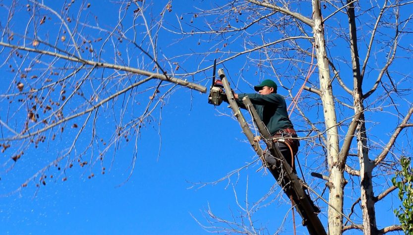 conseil élagage arbre